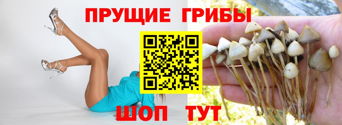 Галлюциногенные грибы Psilocybine cubensis  Вход с VPN  Свободный 